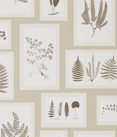 Шведские обоиОбои Sanderson  - FERN GALLERY - 215714